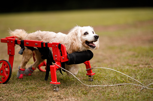 Happy dog in its wheelchair on the park
