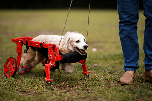 Dog with disability
