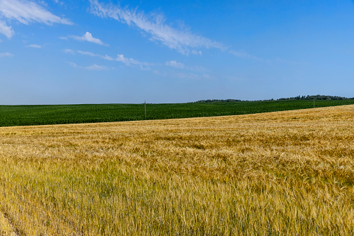 Agricultural field with yellow golden grain harvest, ripe wheat harvest in summer