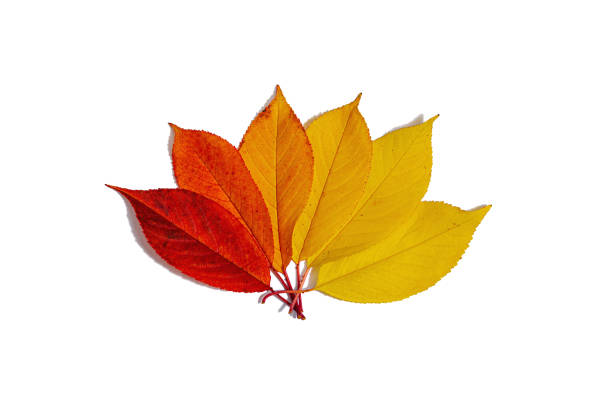 Bright assorted autumn leaves isolated on white background. Fall maple, oak and rowan tree leaves, hard light, dark shadow. Flat lay, mockup, template
