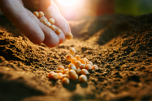 close up of farmers hand planting pea seeds in the ground Fertile ground in which seeds are planted, cultivation in black soil with selective focus. Natural Organic Soil Agriculture. sunrise light