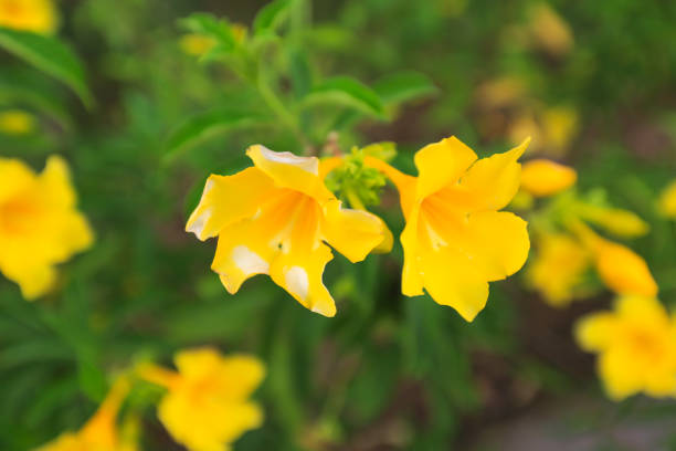istock Allamanda cathartica, also called golden trumpet flower, 1445579575
