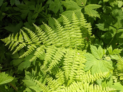 Overhead view of a single frond of Western Lady Fern (Athyrium filix-femina ssp. cyclosorum) with other green foliage in the background and partially in shadow. Taken in Mary S Young Park, a public park and nature area in West Linn, a suburb to the southwest of Portland, Oregon, in the pacific northwest.
