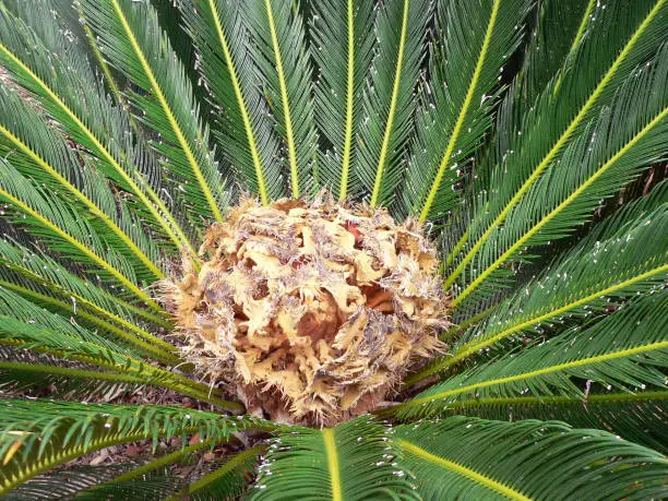 Close up of a cycad plant in a garden