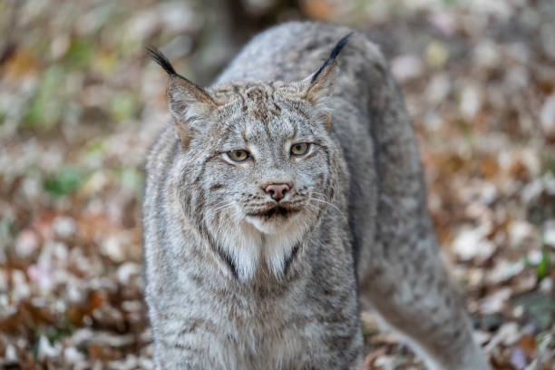 istock North American Bobcat 1445581100