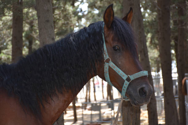 istock a healthy bright-skinned brown horse with sad eyes 1445581316