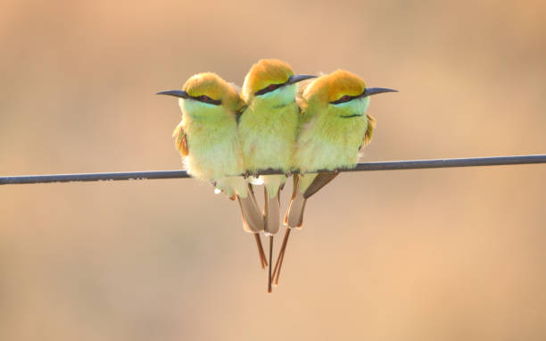 istock Asian Green Bee-eaters 1445581318