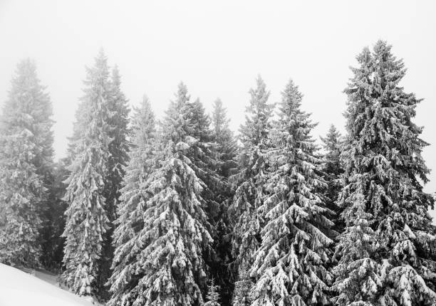 istock Frozen snow-covered fir forest after snowfall. Black and white. 1445581325