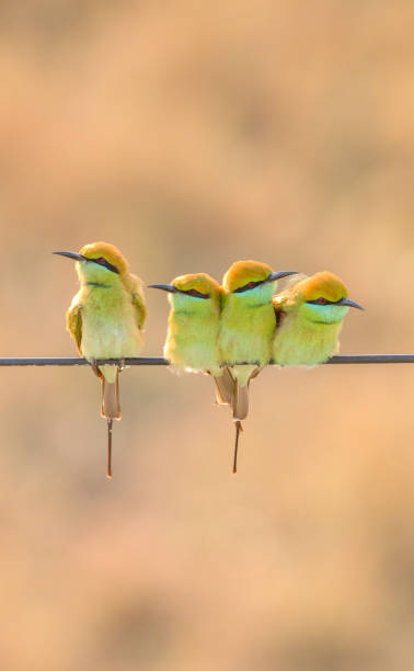 istock Asian Green Bee-eaters 1445581338