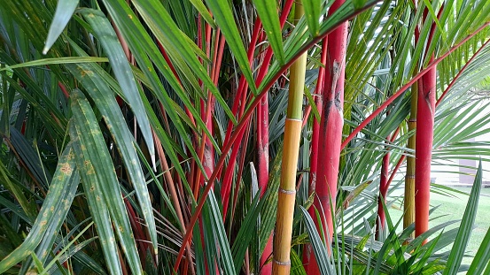 close-up photo of the stems of the red palm or red areca nut or red betel (Cyrtostachys renda)