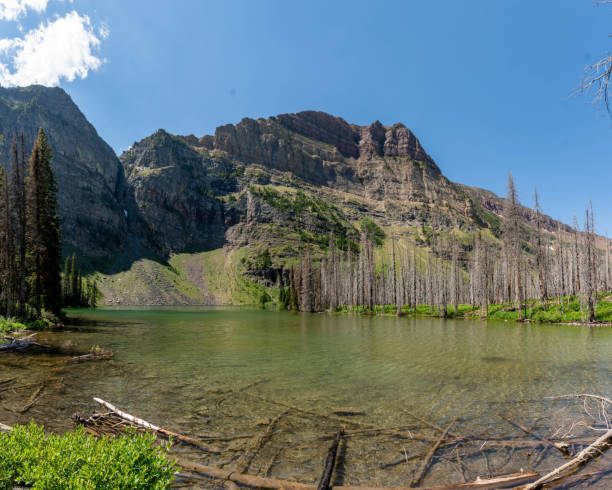 istock Meadow Views of Regrowth after a Forest Fire 1445581935