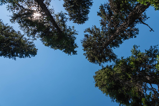 A number of pine trees with blue sky behind  from the ground perspective.
