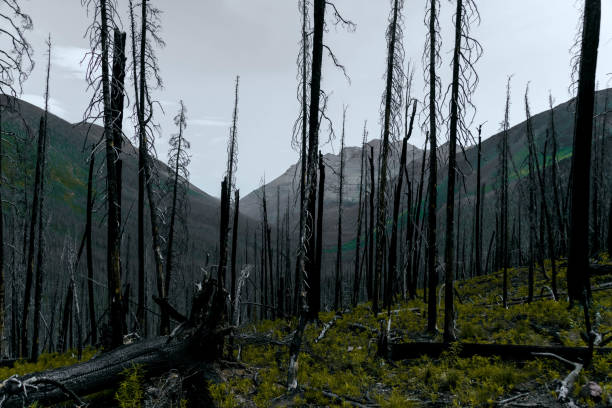 Waterton National Parks growing back after a forest fire ravished all of the old growth within the forest.