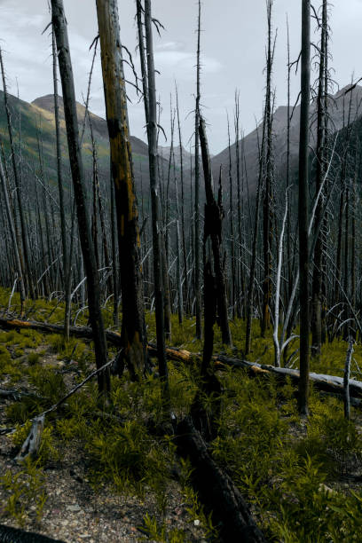 istock Meadow Views of Regrowth after a Forest Fire 1445582841