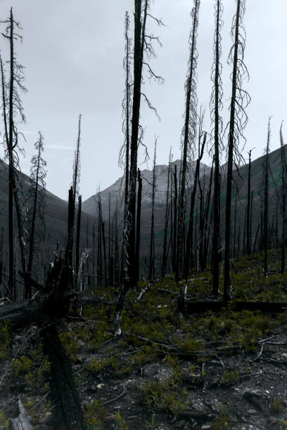 istock Meadow Views of Regrowth after a Forest Fire 1445582846