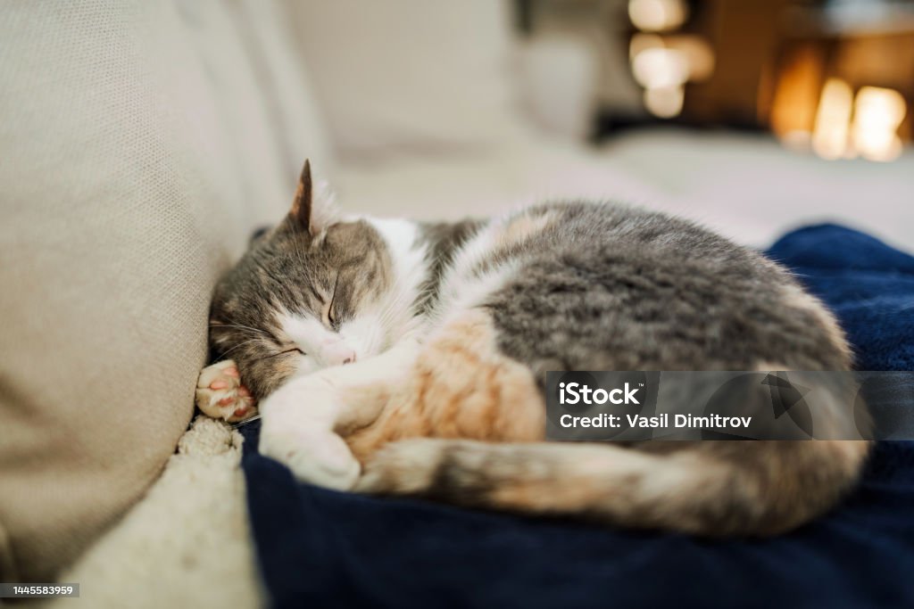 Cute sleeping cat Cat sleeping on the couch. Animal Stock Photo