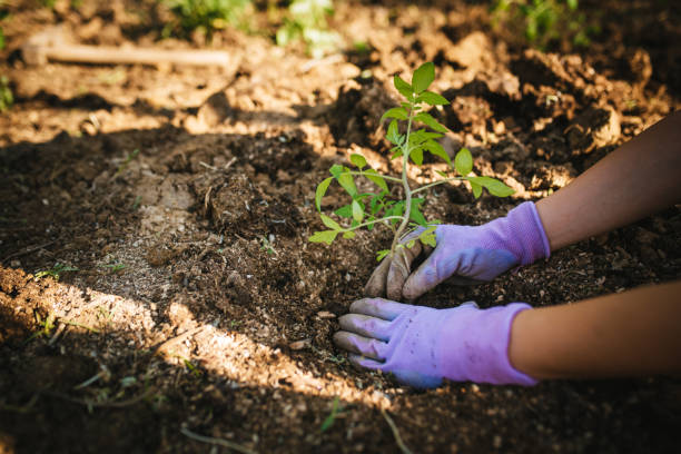 istock Woman planting tomato seedling 1445583971