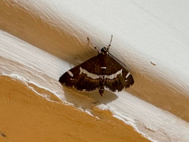 istock Spoladea recurvalis, the beet webworm moth also known as Hawaiian beet webworm, 1445588133