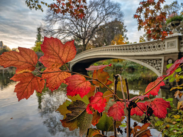 istock Bow bridge in late autumn 1445589710