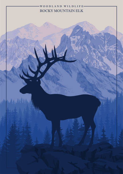 ilustraciones, imágenes clip art, dibujos animados e iconos de stock de vector alce de las montañas rocosas en bosques de montañas - ciervo de américa del norte