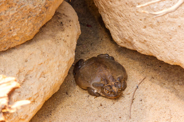 Colorado River toad (Incilius alvarius), also known as the Sonoran Desert toad Colorado River toad (Incilius alvarius), also known as the Sonoran Desert toad colorado river toad stock pictures, royalty-free photos & images