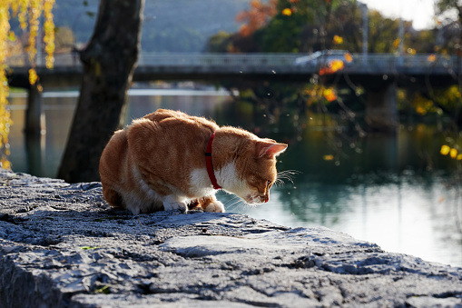 Small orange cat gazing into river water from the concrete border. Domestic animals theme