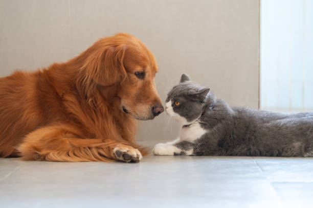 istock British Shorthair and Golden Retriever get along 1445601340