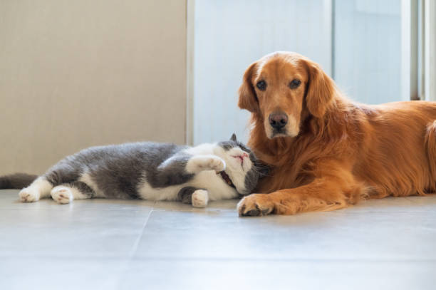istock British Shorthair and Golden Retriever get along 1445601344