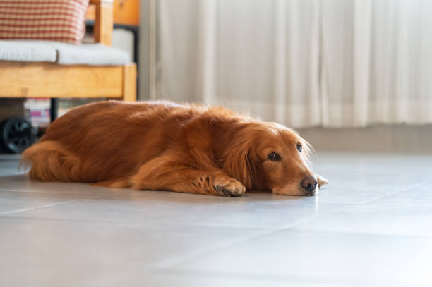 istock Golden Retriever lying on the floor 1445601355