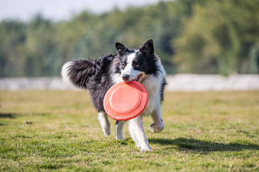 Border collie running on grass with frisbee