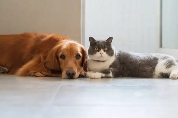 British Shorthair and Golden Retriever get along