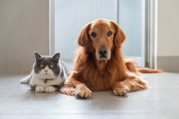 istock British Shorthair and Golden Retriever get along 1445601401
