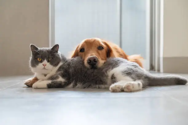 Photo of British Shorthair and Golden Retriever get along