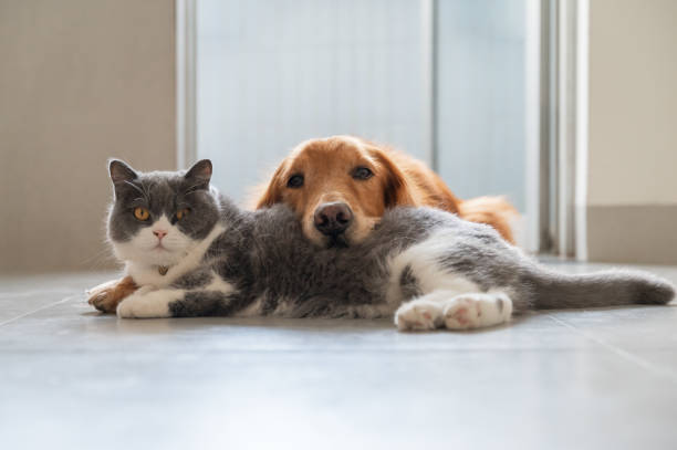 brytyjski krótkowłosy i golden retriever dogadują się - kitten color image cute feline zdjęcia i obrazy z banku zdjęć