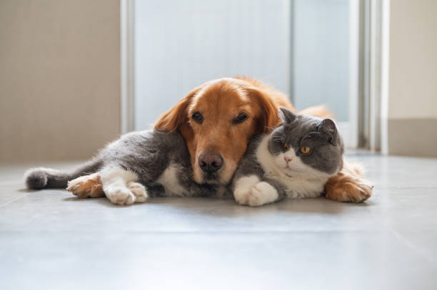 istock British Shorthair and Golden Retriever get along 1445601405