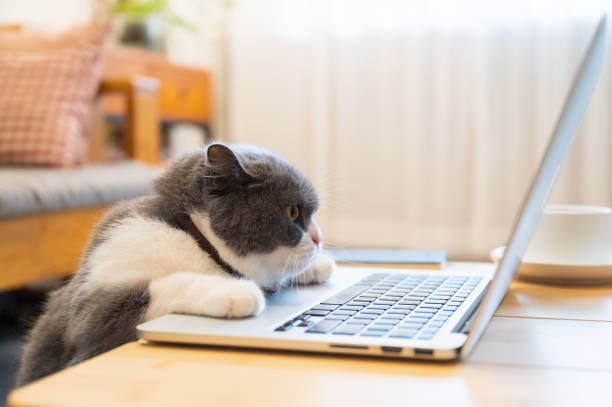 istock British shorthair cat lying in front of the computer pretending to work 1445601406
