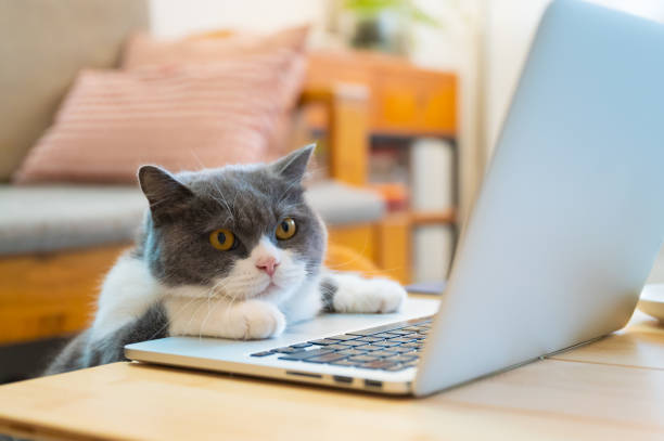 istock British shorthair cat lying in front of the computer pretending to work 1445601409
