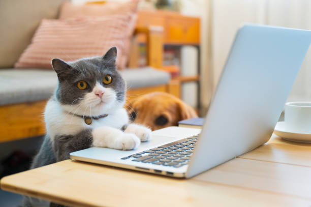 istock British shorthair cat lying in front of the computer pretending to work 1445601419