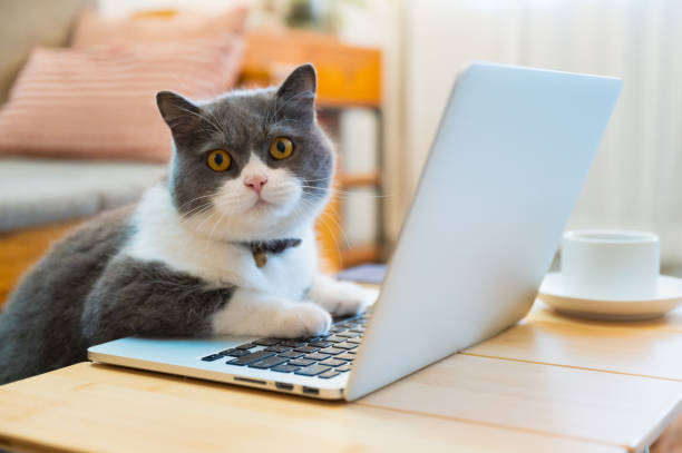 istock British shorthair cat lying in front of the computer pretending to work 1445601420