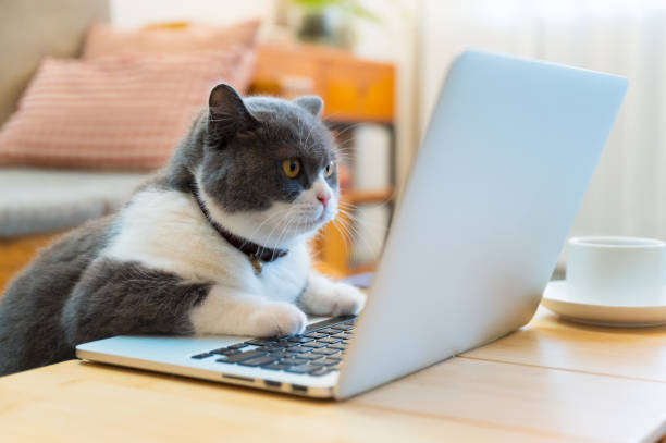 istock British shorthair cat lying in front of the computer pretending to work 1445601429