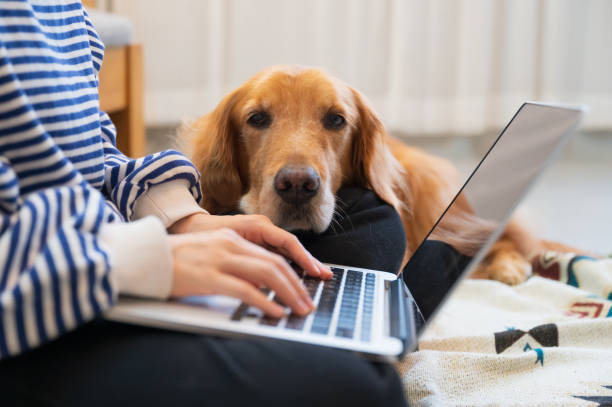 istock Golden Retriever accompanies its owner to work remotely from home 1445601436