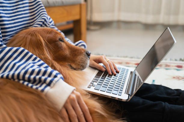 istock Golden Retriever accompanies its owner to work remotely from home 1445601439