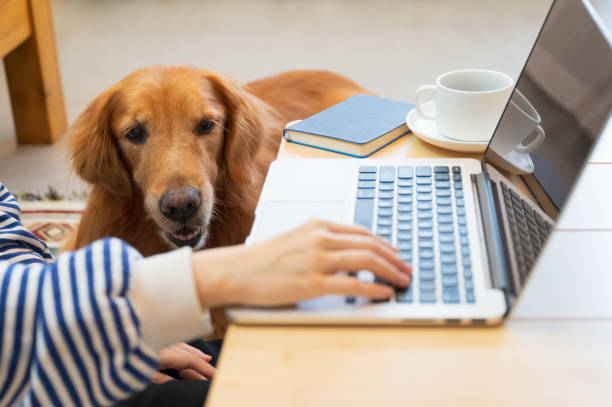 istock Golden Retriever accompanies its owner to work remotely from home 1445601440
