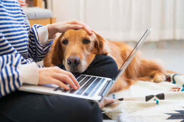 istock Golden Retriever accompanies its owner to work remotely from home 1445601441