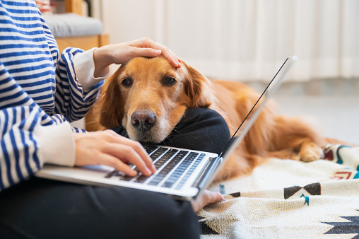 Golden Retriever accompanies its owner to work remotely from home