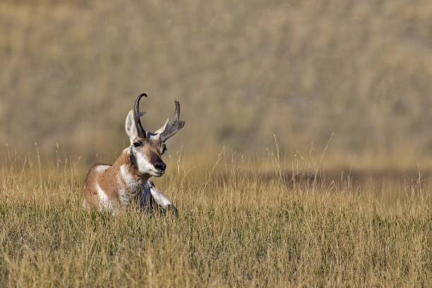 Alert pronghorn antelope tilts head while seated in dry grass along Prairie Drive in Bison Range refuge in western Montana on Flathead Indian Reservation