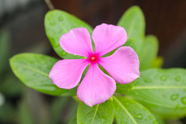 istock Close up Tapak Dara or Sindapor or Catharanthus roseus 1445603645