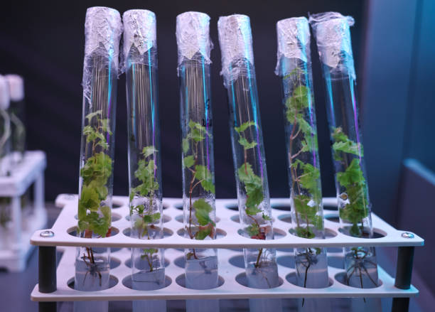 istock test tube food 1445604147