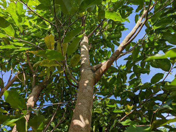 istock Agarwood tree (Aquilaria malaccensis) in the morning 1445604708