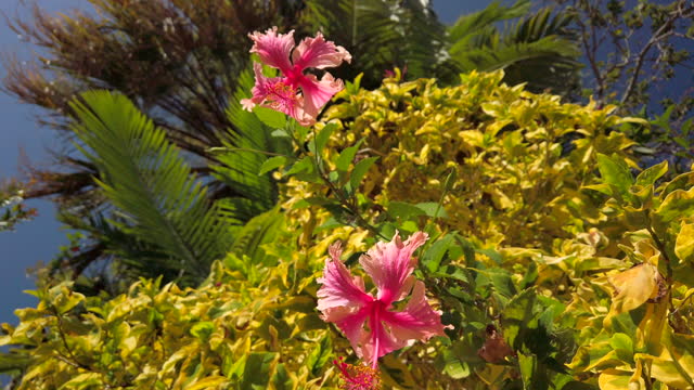 Beautiful pink hibiscus flowers on a bush in a tropical garden in the bright sunlight.
